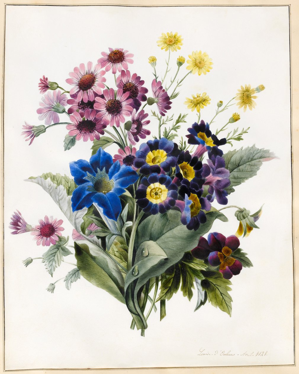 Flores Mistas, Aster sp., Auricula, Ragwort, Viola, Campânula, Gentiana Acaulis, 1828 (wc com alguma bodycolour em pergaminho) de Louise DOrleans