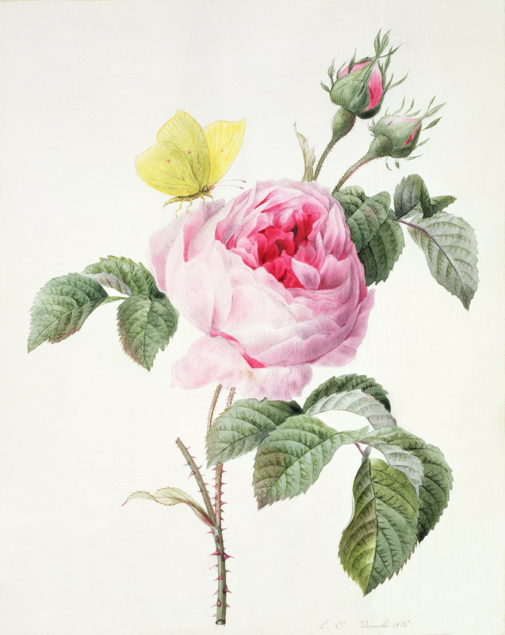 PD.107-1973.f11 Rosa rosa com botões e uma borboleta de enxofre, 1826 de Louise DOrleans