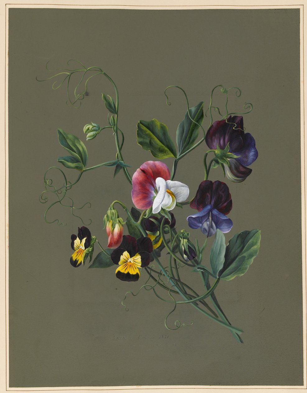 Ervilhas (Quitro) e Violas, 1830 (wc e bodycolour em papel com um solo preparado) de Louise DOrleans