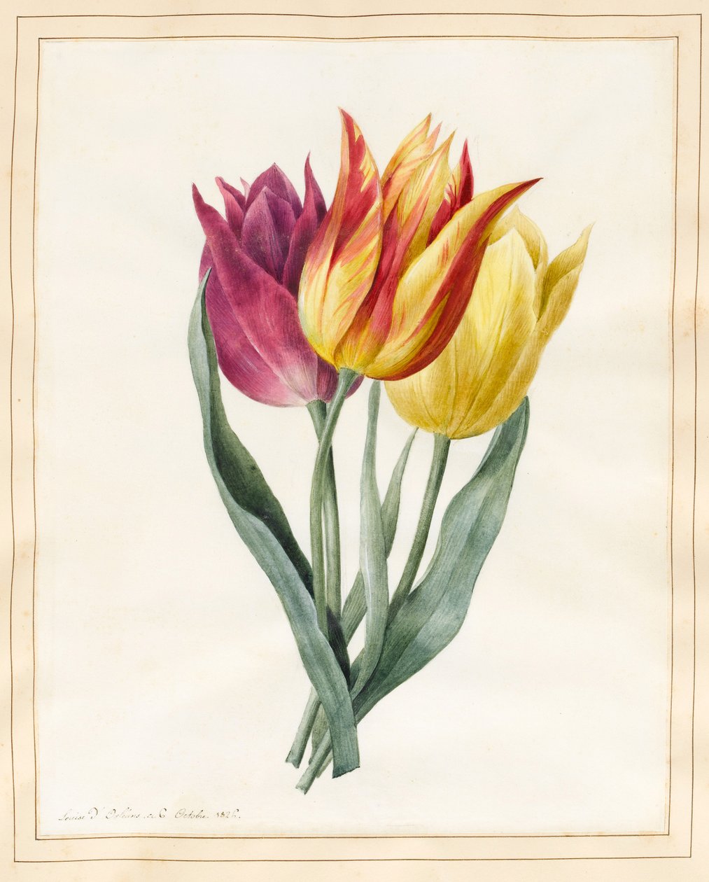 Três Lily Tulipas (wc com alguma bodycolour em pergaminho) de Louise DOrleans