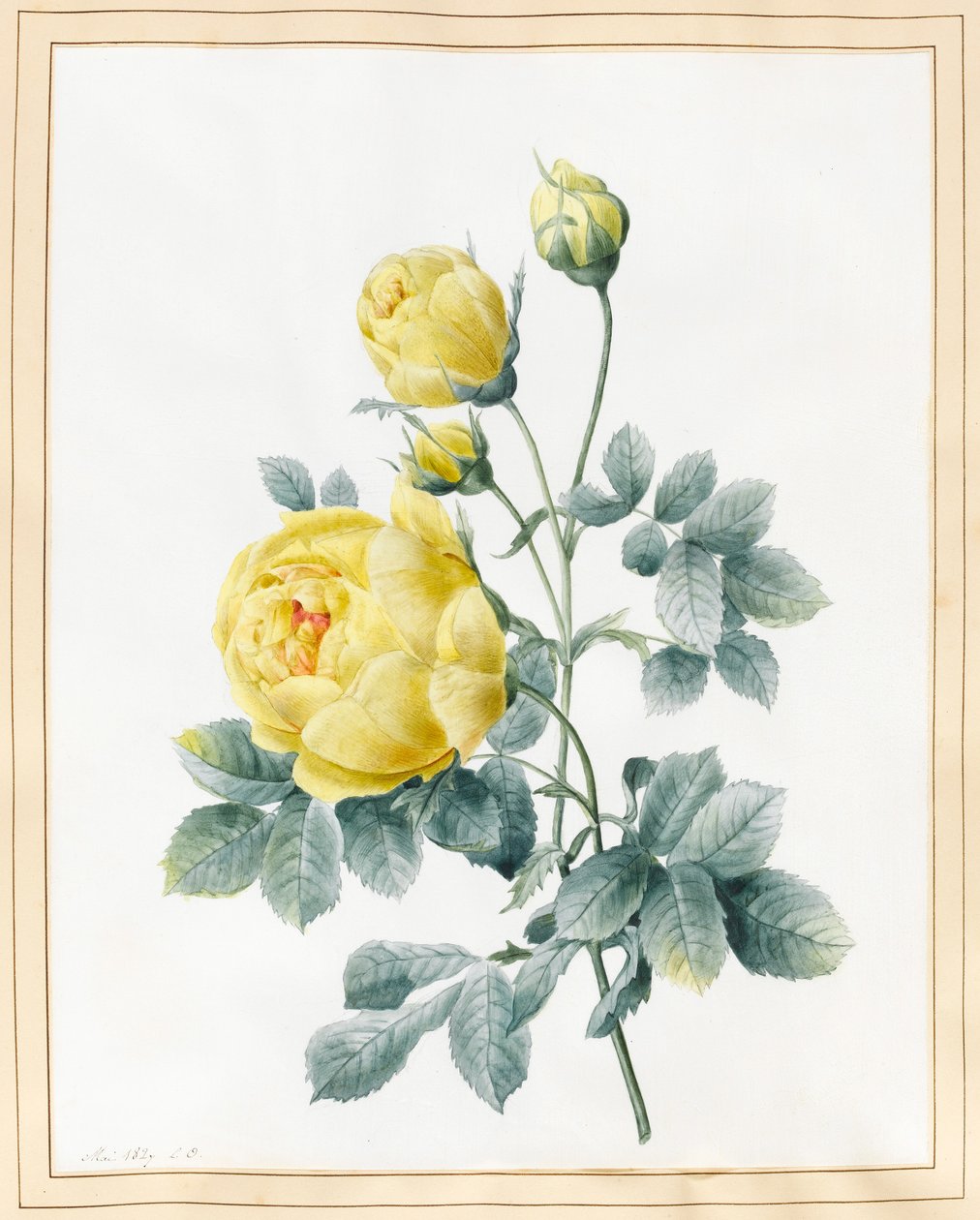 Rosas Amarelas, 1827 (wc em velino) de Louise DOrleans