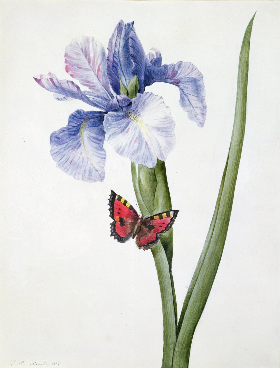 f.10 íris azul com borboleta (Spuria), 1826 de Louise DOrleans