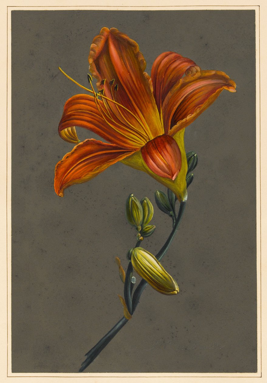 Hemorocallus (lírio de dia), 1830 (bodycolour no papel com uma terra preparada) de Louise DOrleans