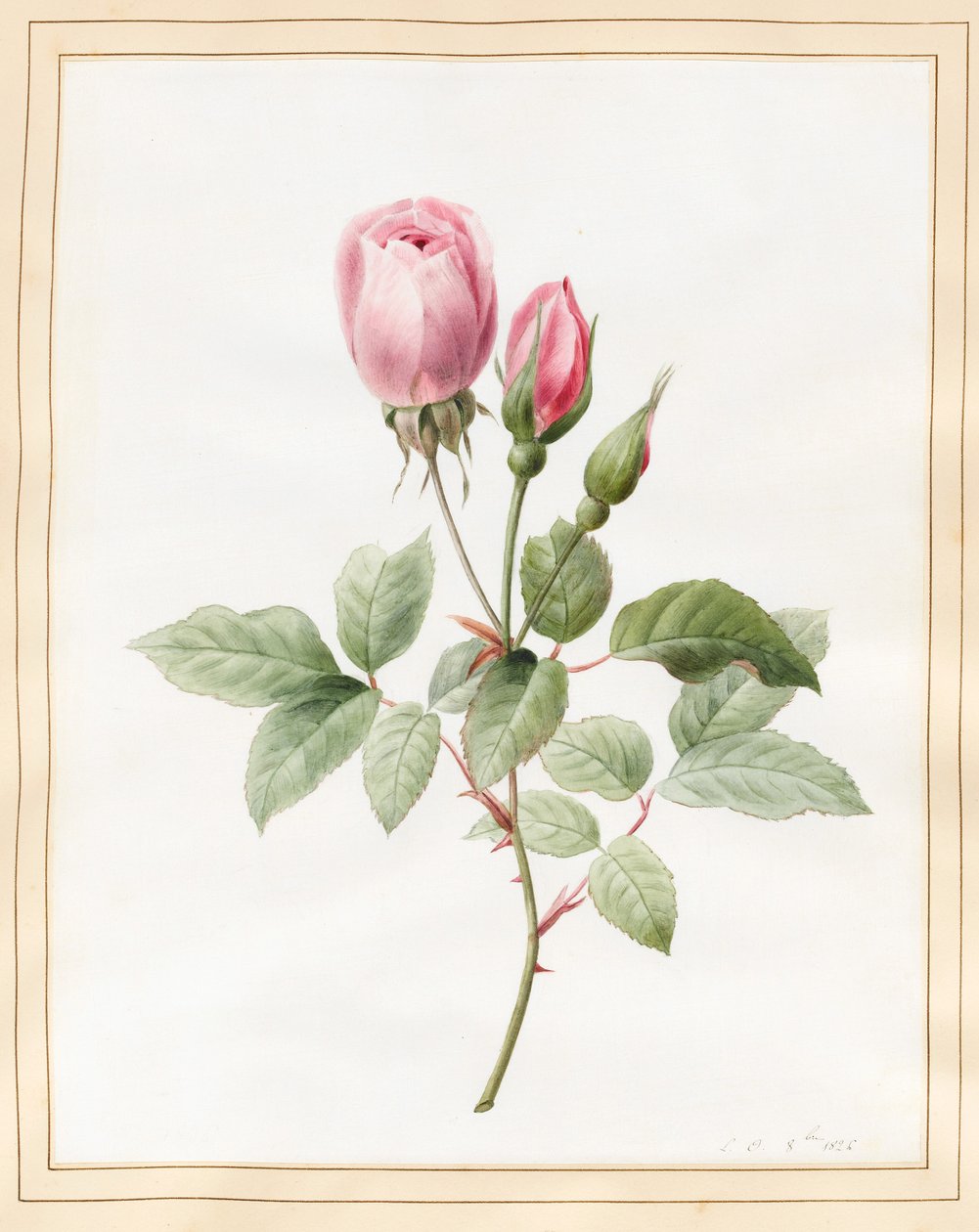 Pink Rose e Buds, 1826 (wc com algum bodycolour em pergaminho) de Louise DOrleans