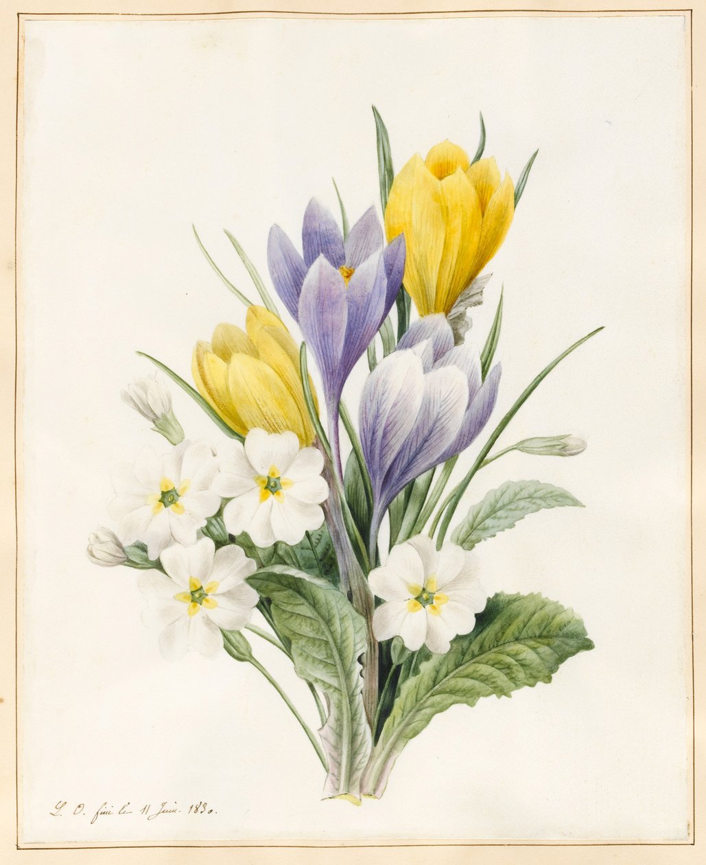 Prímulas Brancas e Primeiros Açafrões Híbridos, 1830 (wc com alguma coloração corporal em pergaminho) de Louise DOrleans