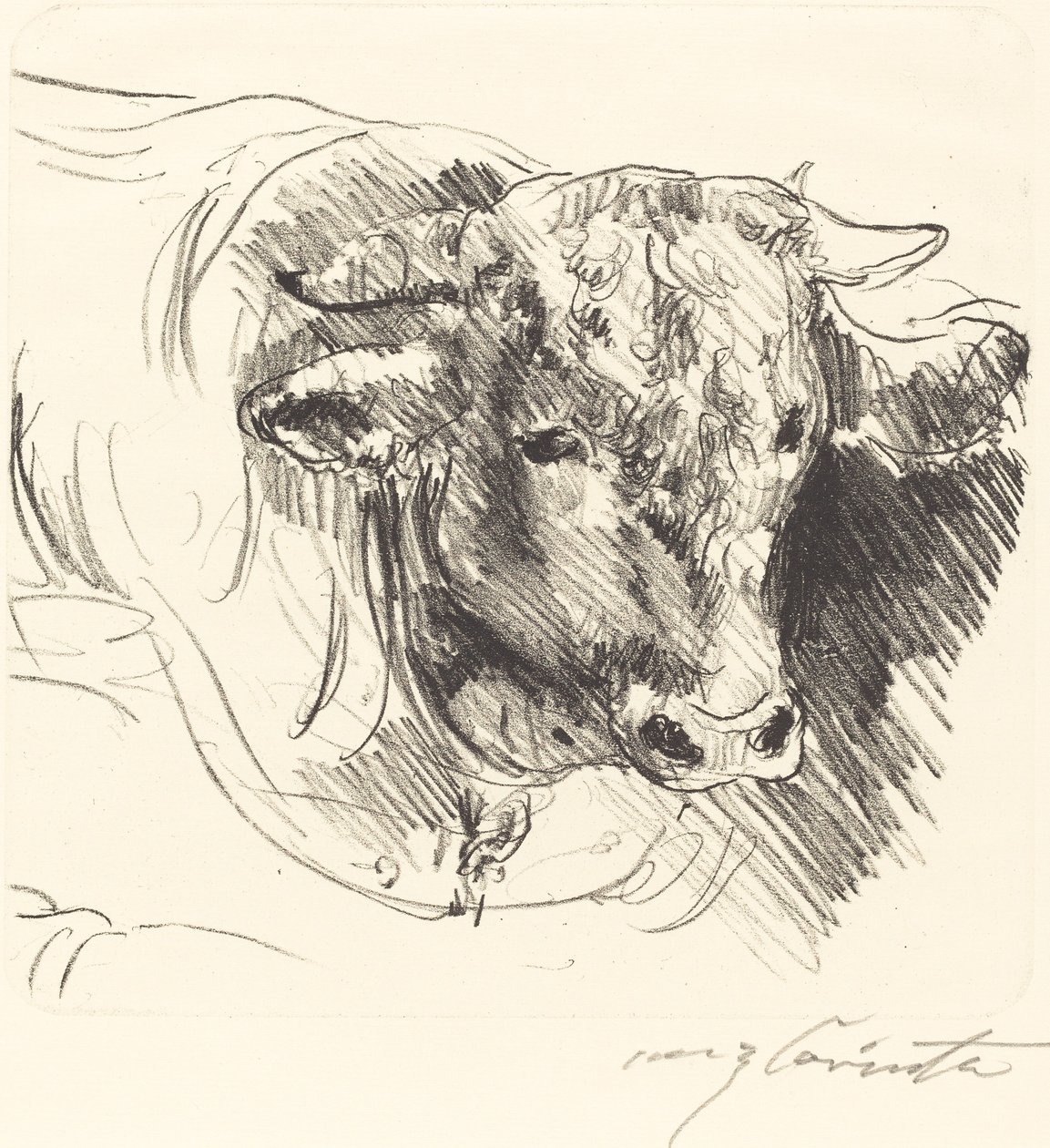 Stierkopf Head of a Steer, 1912. de Lovis Corinth