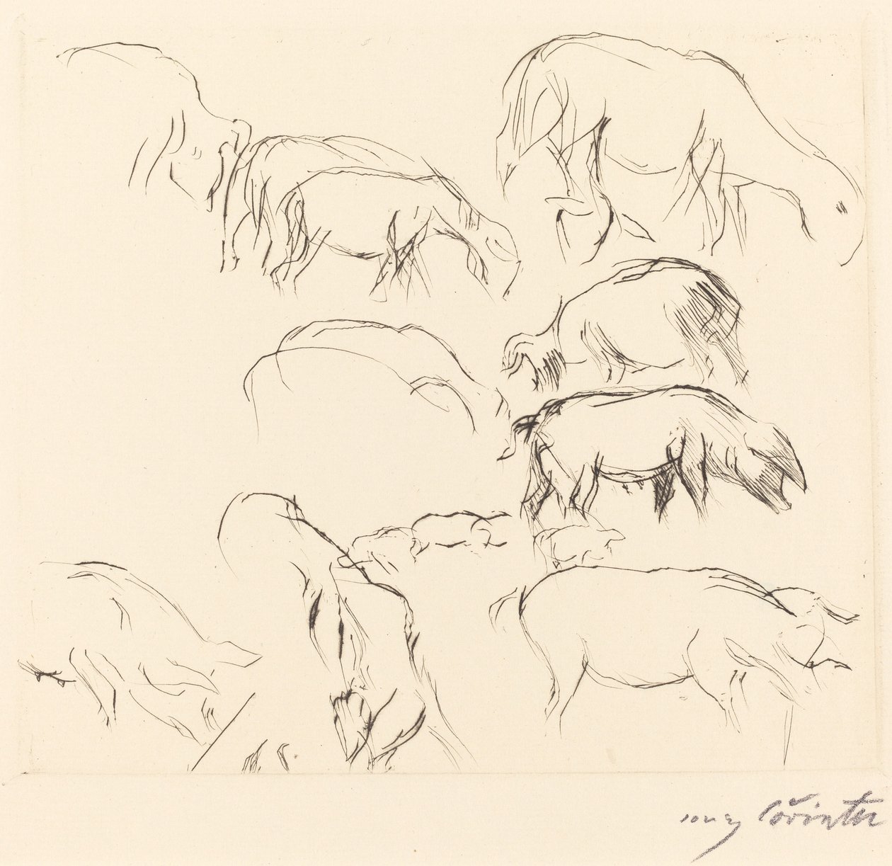 Vários Estudos Animais Estudos Animais, 1917. de Lovis Corinth