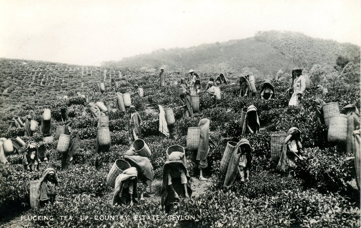 Chá de depena, propriedade rural, Ceilão, c.1900-1930 (foto a p/b) de Ltd. Ceylon Plâté