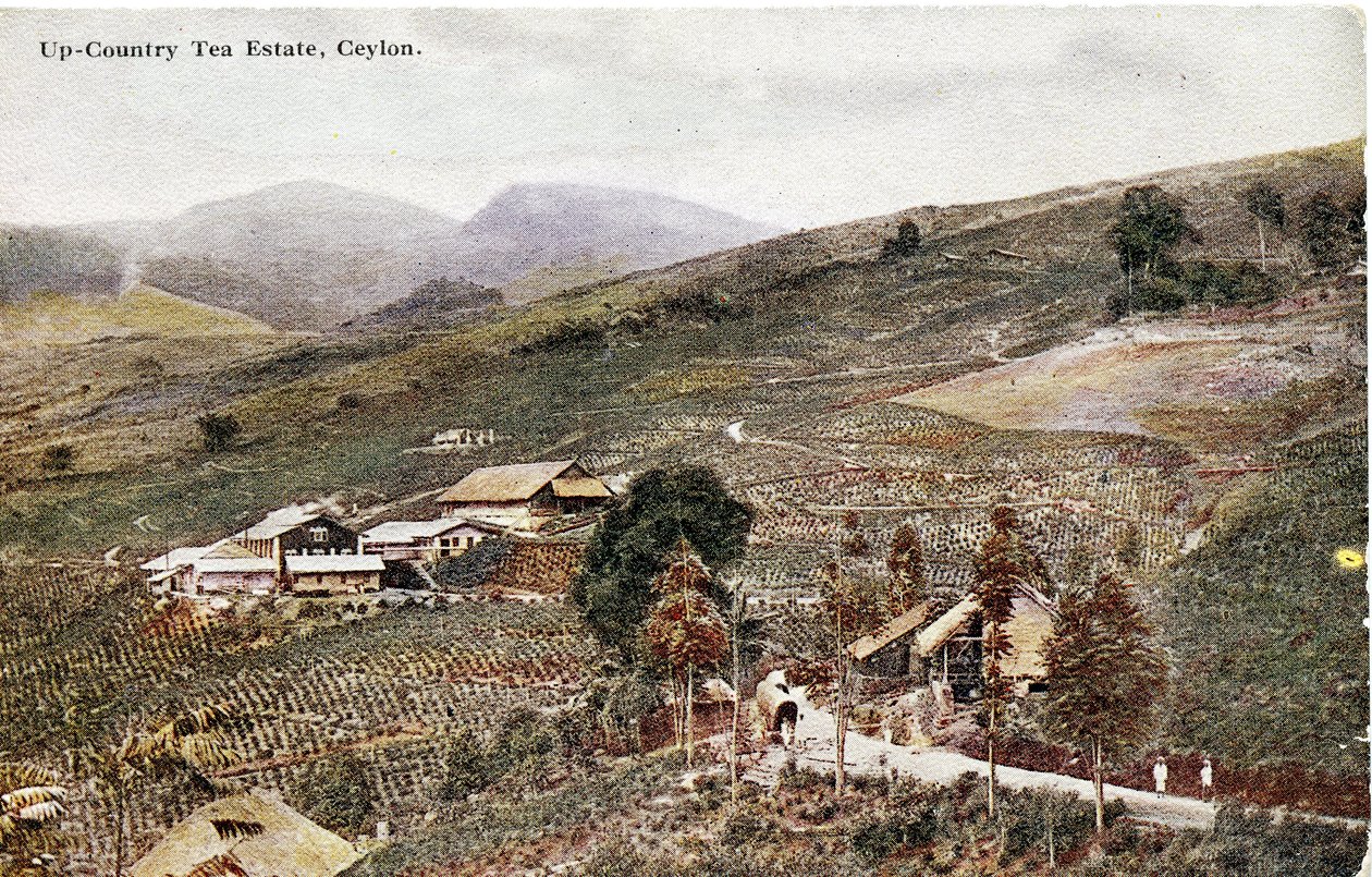 Chá Country, Ceilão, c.1900-20 (fotografia colorida à mão) de Ltd. Ceylon Plâté