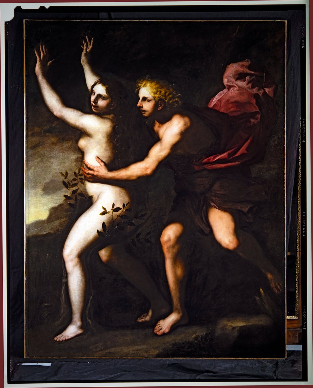 Apolo e Daphne (óleo sobre tela) de Luca Giordano