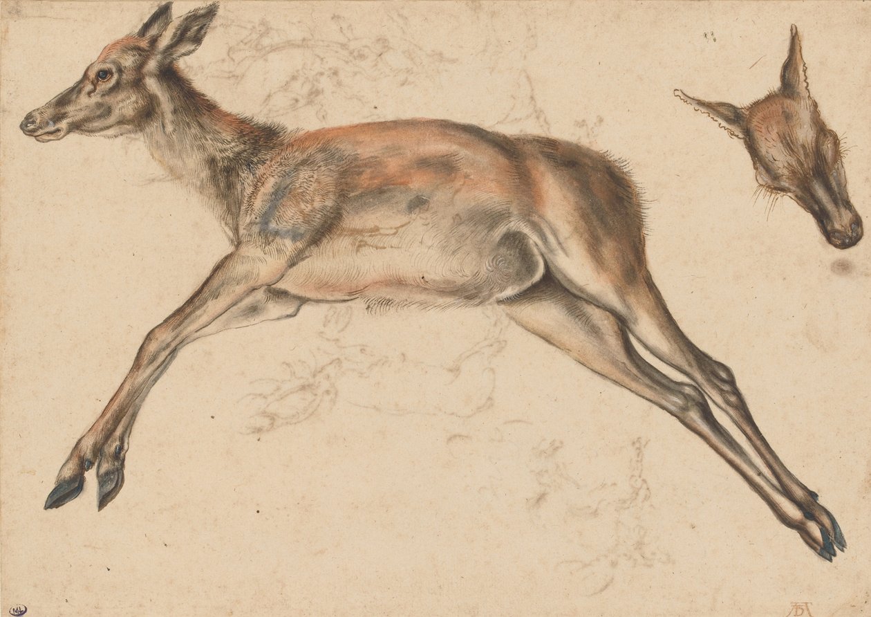 Pescoço morto, os quatro membros estendidos e a cabeça posterior de Lucas Cranach the Elder