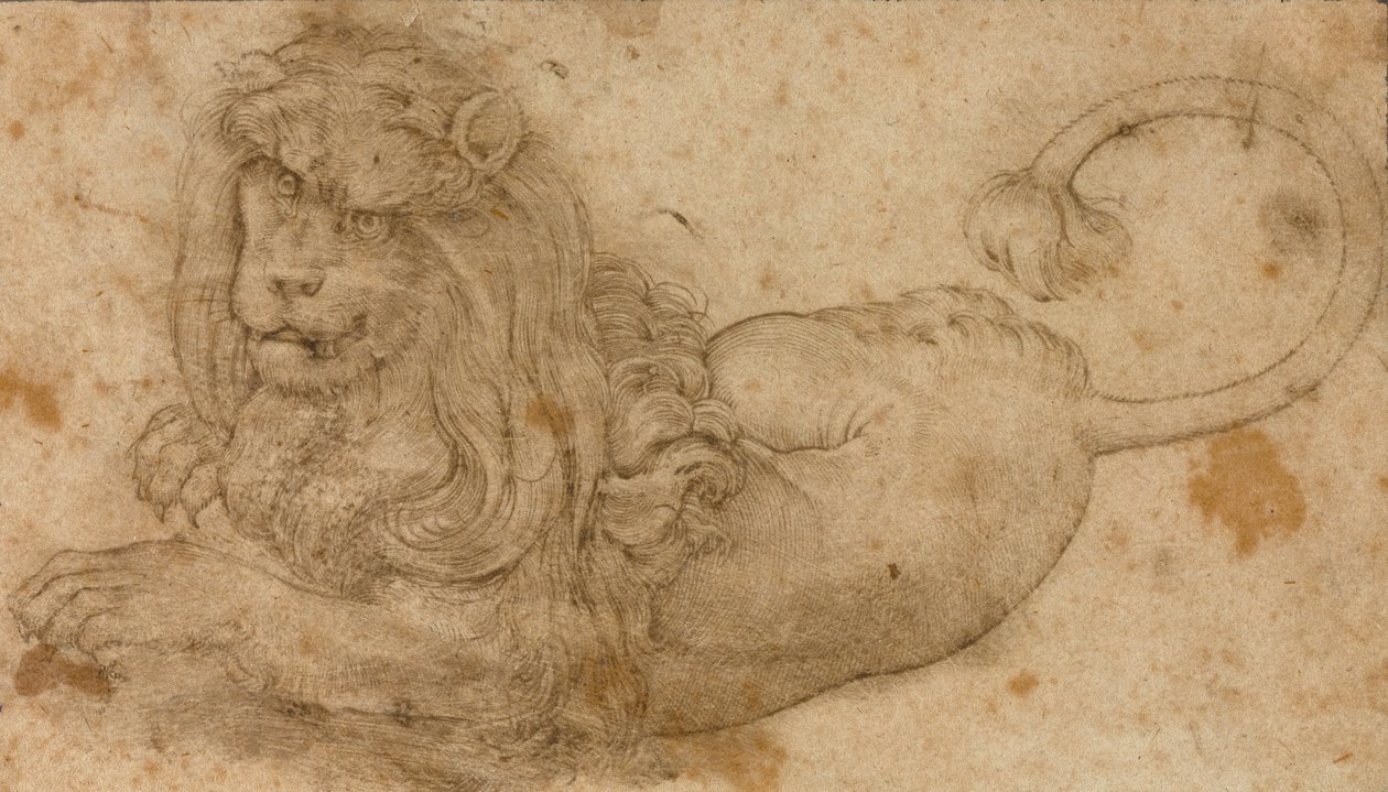 Estudo de um leão de Lucas Cranach the Elder