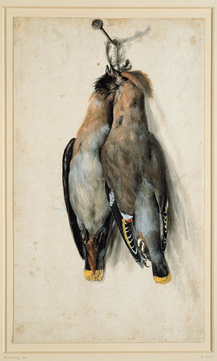 Dois Waxwings boêmios mortos de Lucas Cranach the Elder