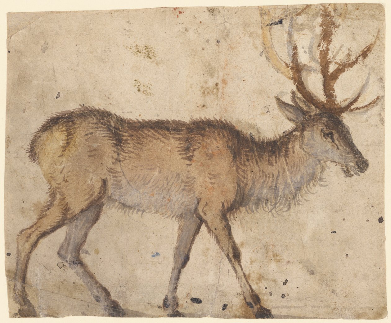 Estudo de um veado (frente); Estudo de cabras (verso) de Lucas Cranach the Elder