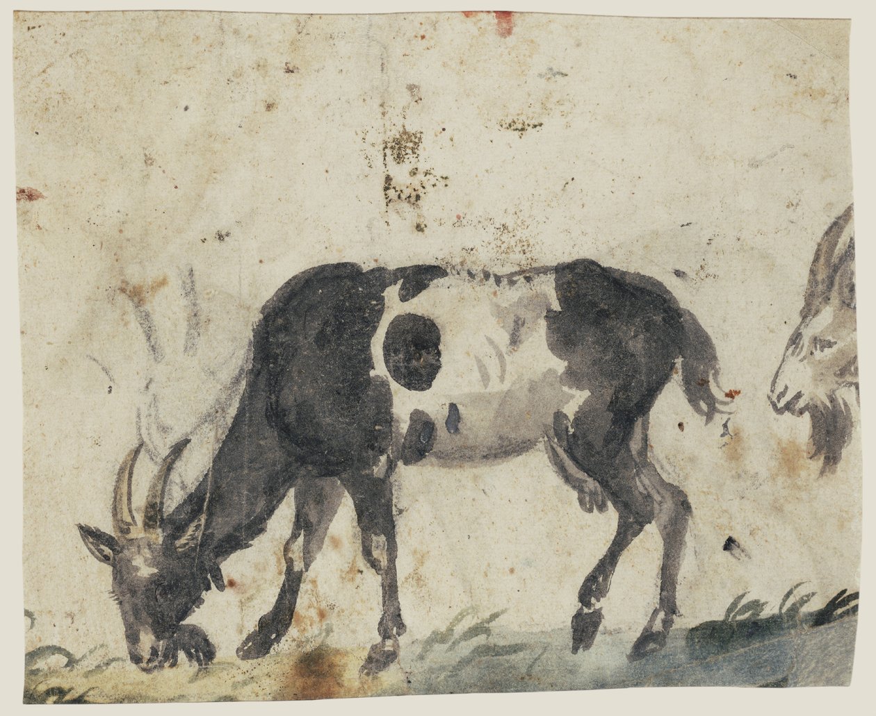 Estudo das cabras (verso), c.1520-30 (escova com giz preto, cinzento, verde e giz preto) de Lucas the Elder Cranach