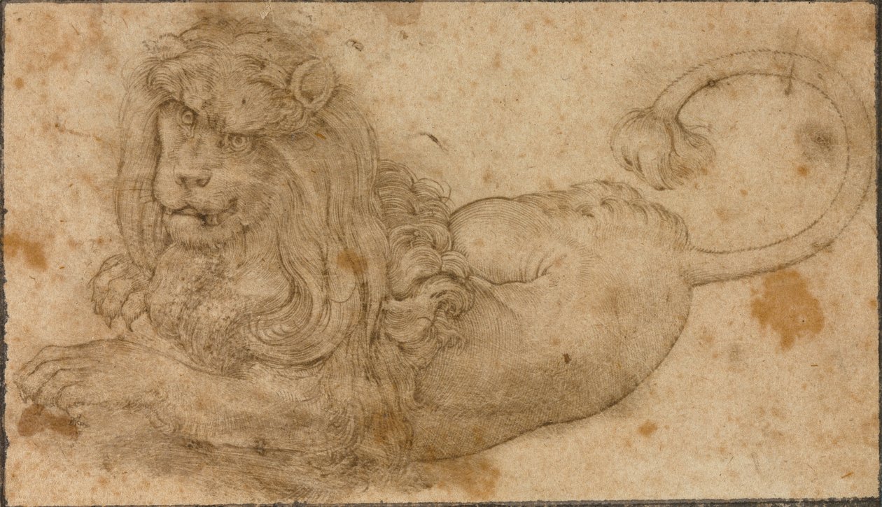Estudo de um Leão de Lucas the Elder Cranach
