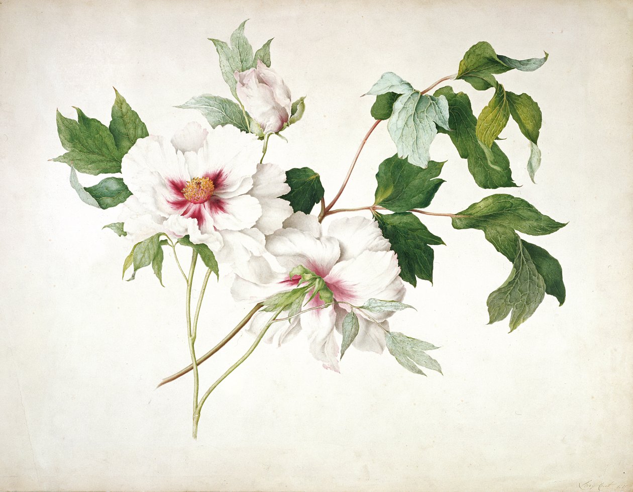 Peônia japonesa (Paeonia suffructicosa), 1815 (wc, guache, goma arábica sobre lápis sobre papel) de Lucy Cust