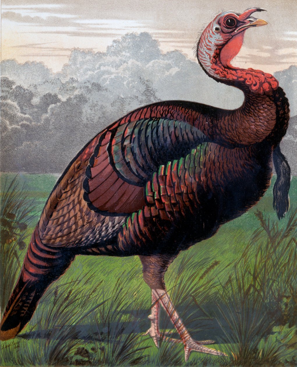 O galo de peru americano selvagem, ilustração de livro de aves de capoeira de Cassells, gravado por Vincent Brooks (1814-1885) dia & filho de Ludlow
