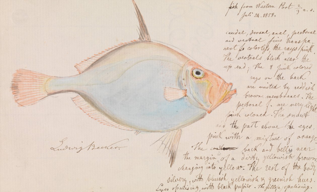 Dory de prata, Cytus australis de Ludwig Becker