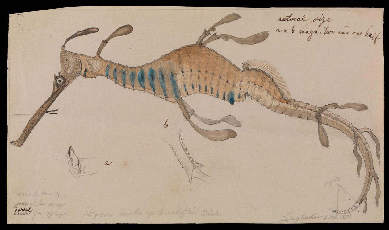 Seadragon Weedy, Phyllopteryx foliatus de Ludwig Becker