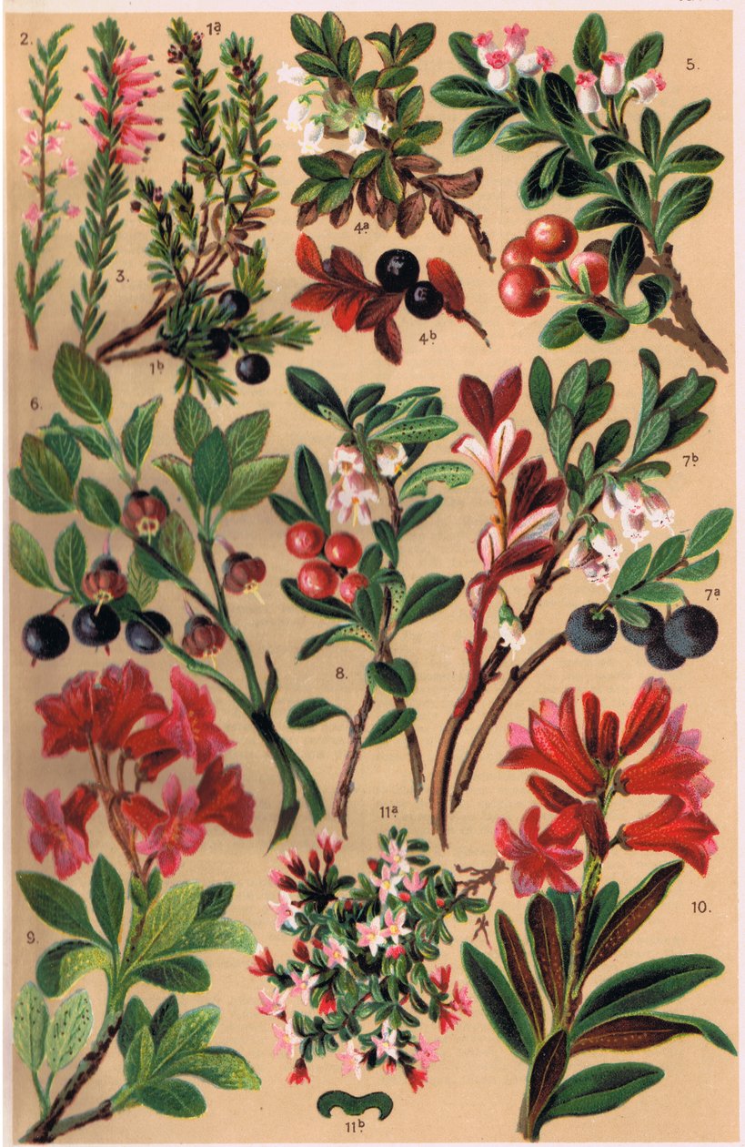 Plantas alpinas, ilustração de "Alpine Flora" pelo professor CS Schroter, publicado em 1921 de Ludwig Schroter