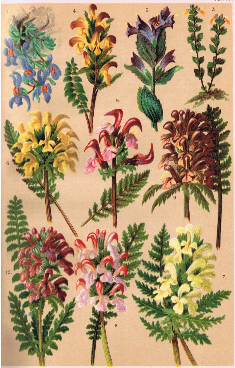 Plantas alpinas, ilustração de "Alpine Flora" pelo professor CS Schroter, publicado em 1921 de Ludwig Schroter
