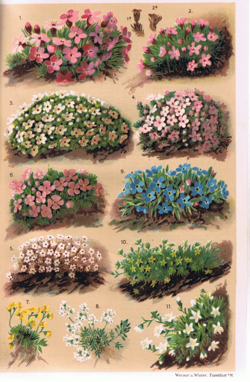 Plantas alpinas, ilustração de "Alpine Flora" pelo professor CS Schroter, publicado em 1921 de Ludwig Schroter
