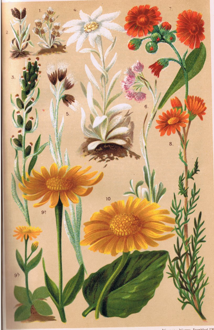 Plantas alpinas, ilustração de "Alpine Flora" pelo professor CS Schroter, publicado em 1921 de Ludwig Schroter