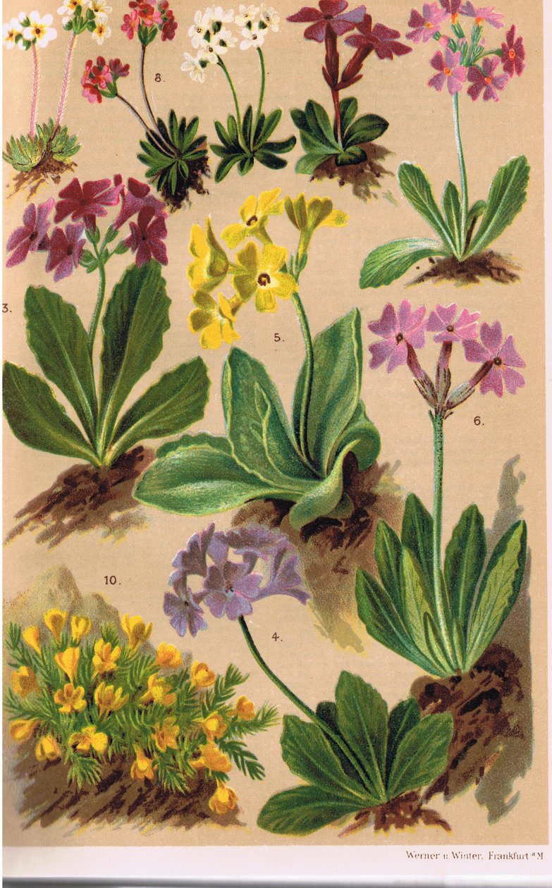 Plantas alpinas, ilustração de "Alpine Flora" pelo professor CS Schroter, publicado em 1921 de Ludwig Schroter