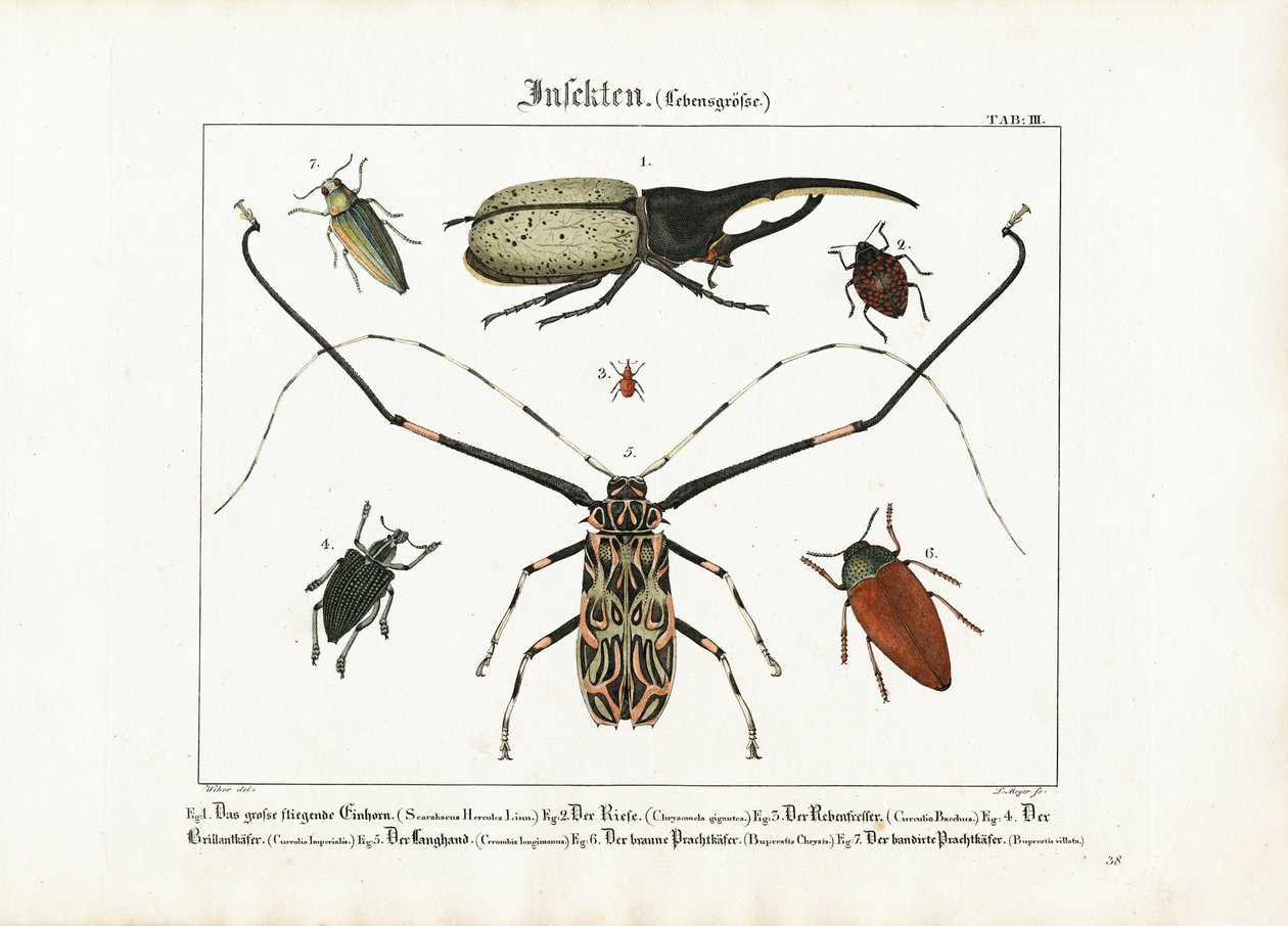 Espécies de escaravelhos em tamanho natural de Ludwig Meyer
