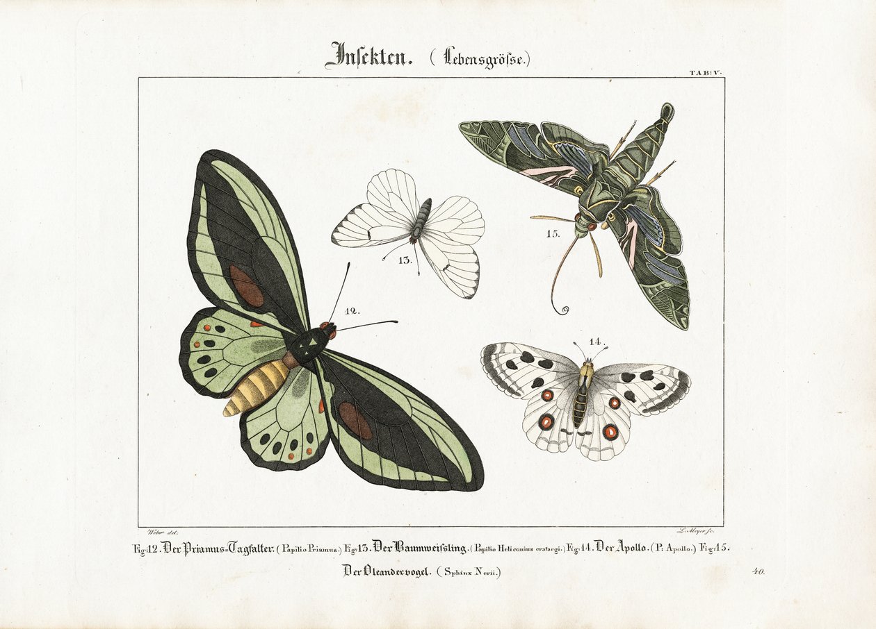 Borboletas e a mariposa-falcão dos oleandros de Ludwig Meyer