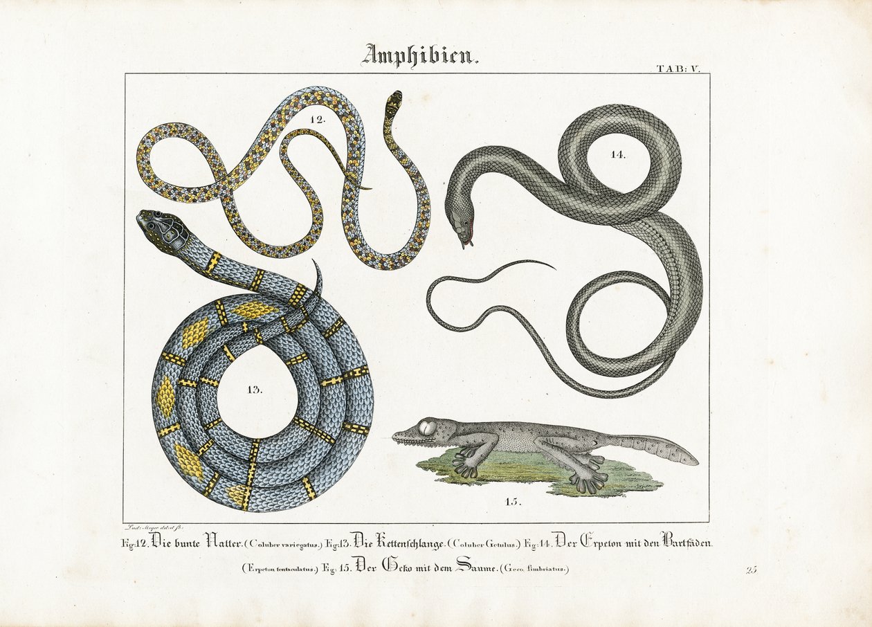 Serpentes e anfíbios europeus de Ludwig Meyer