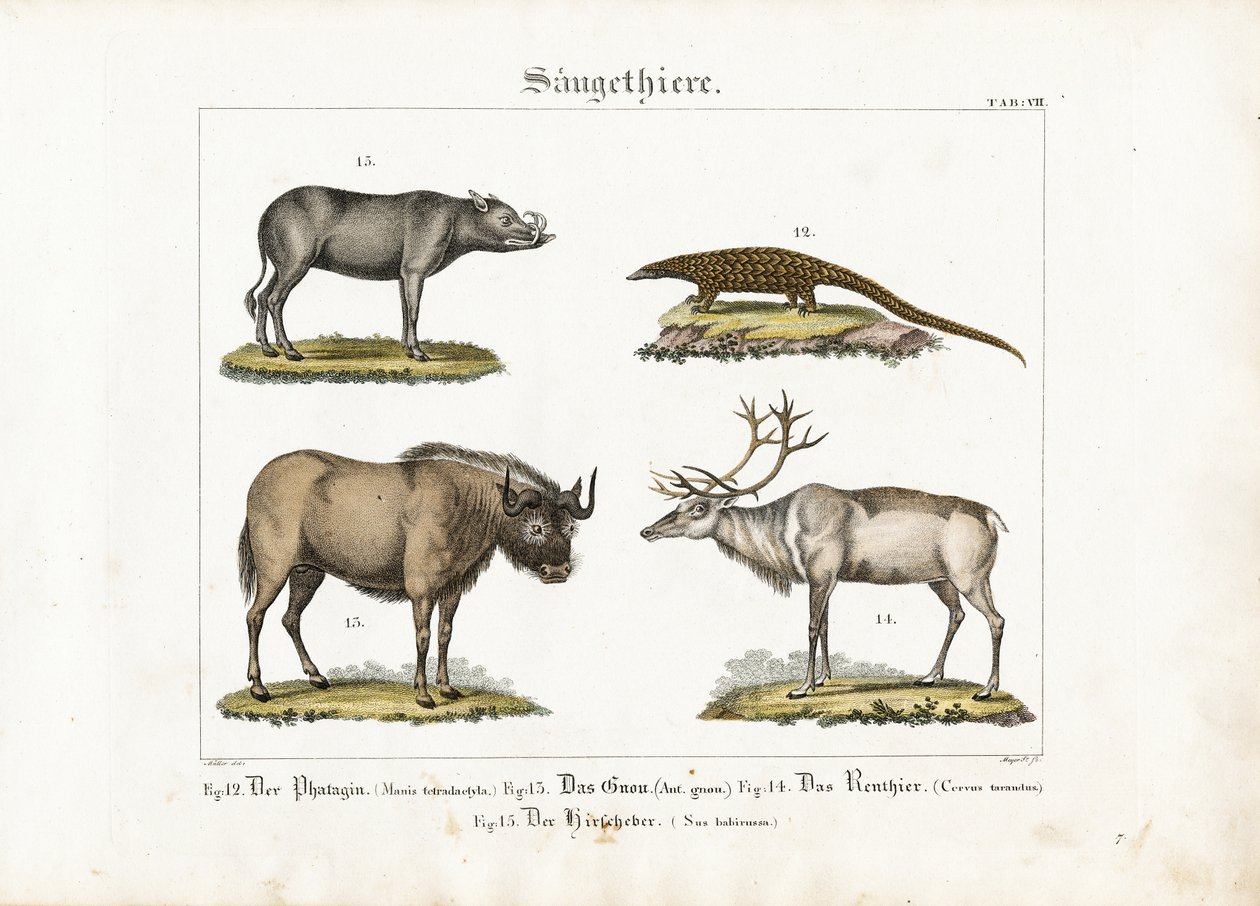 Mamíferos exóticos: Pangolim, Gnu, Rena e Babirusa de Ludwig Meyer