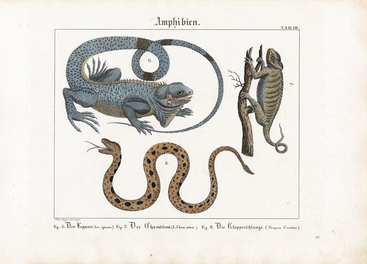 Iguana, camaleão e cascavel de Ludwig Meyer