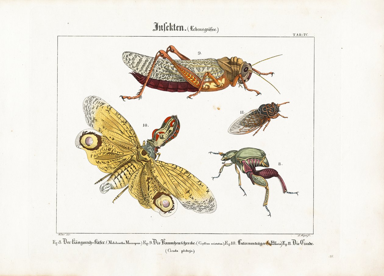 Vários insectos em tamanho real de Ludwig Meyer