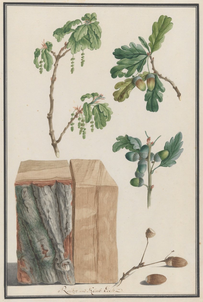 Estudos das flores, frutos e tronco de um carvalho inglês Quercus robur, 1788. de Ludwig Pfleger