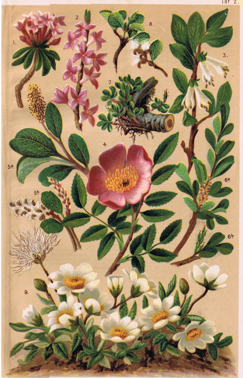 Plantas alpinas, ilustração de "Alpine Flora" pelo professor CS Schroter, publicado em 1921 de Ludwig Schroter