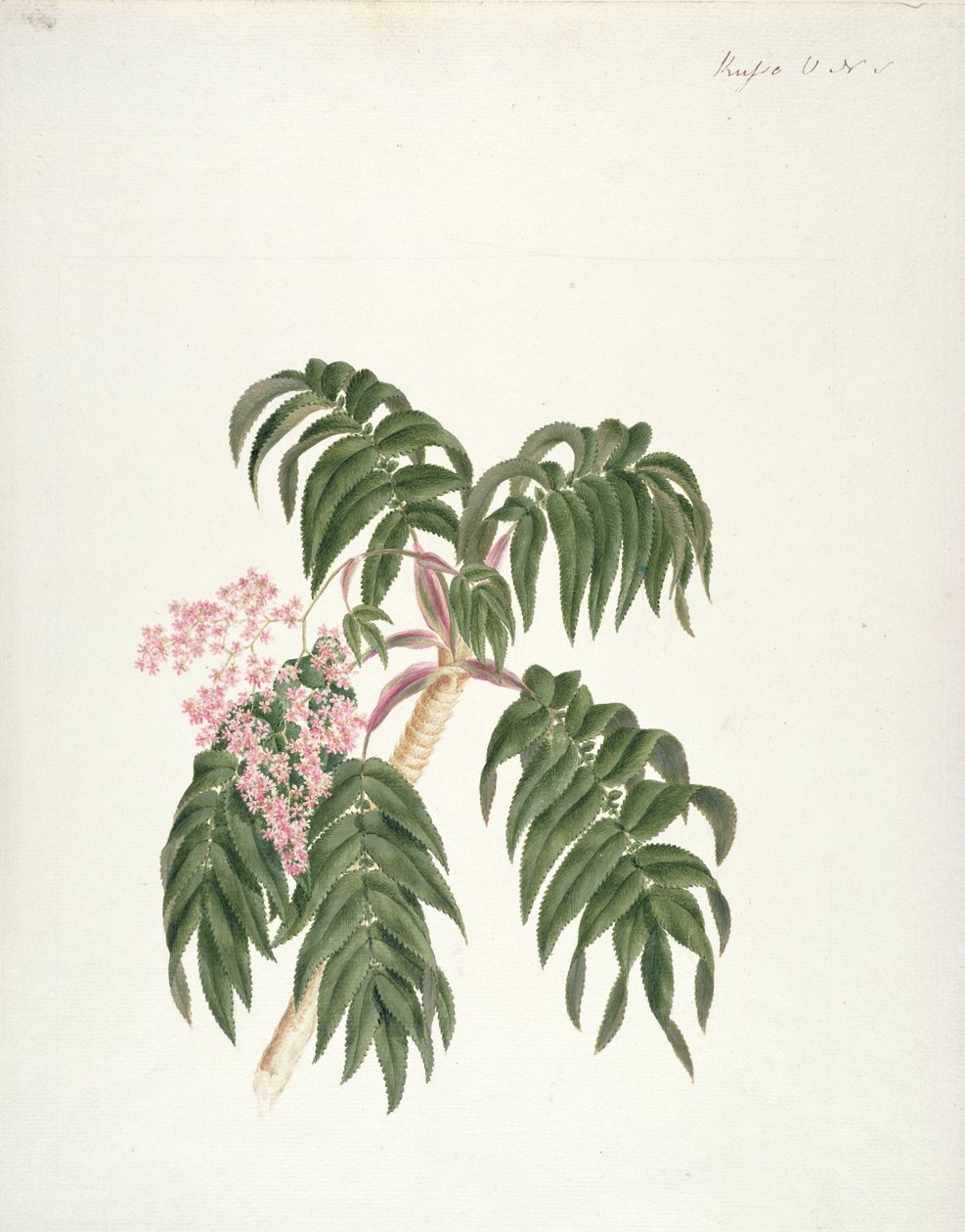 Cusso ou Banbesia; Abissínia (folhas e flores) (wc e guache sobre grafite sobre papel) de Luigi Balugani