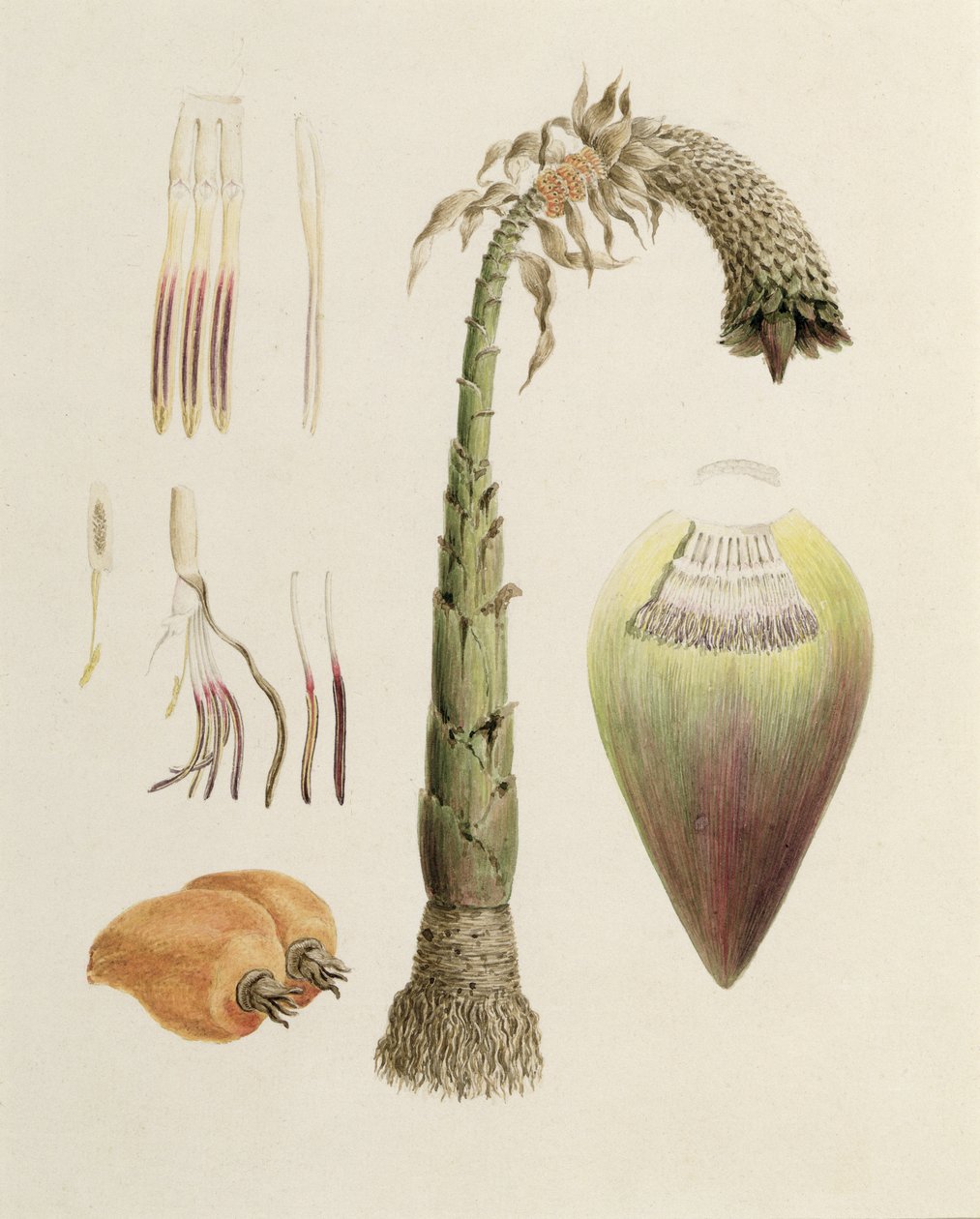 Ensete No. 10, anteriormente atribuído a James Bruce (1730-94) (wc sobre grafite sobre papel) de Luigi Balugani
