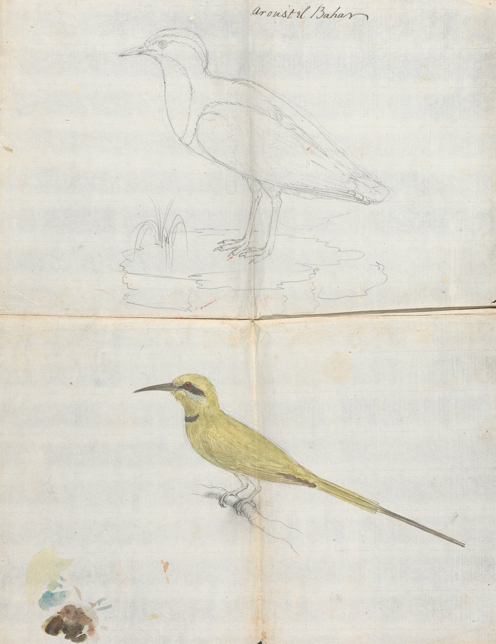 2 aves "Aroust el Bahar" de Luigi Balugani