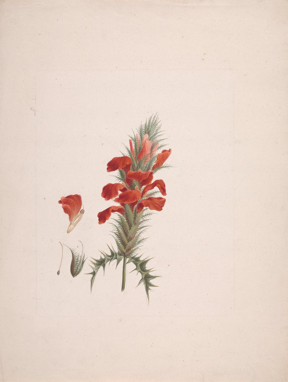 Acanthus Sennii Chiov. : desenho acabado com mais detalhes de Luigi Balugani