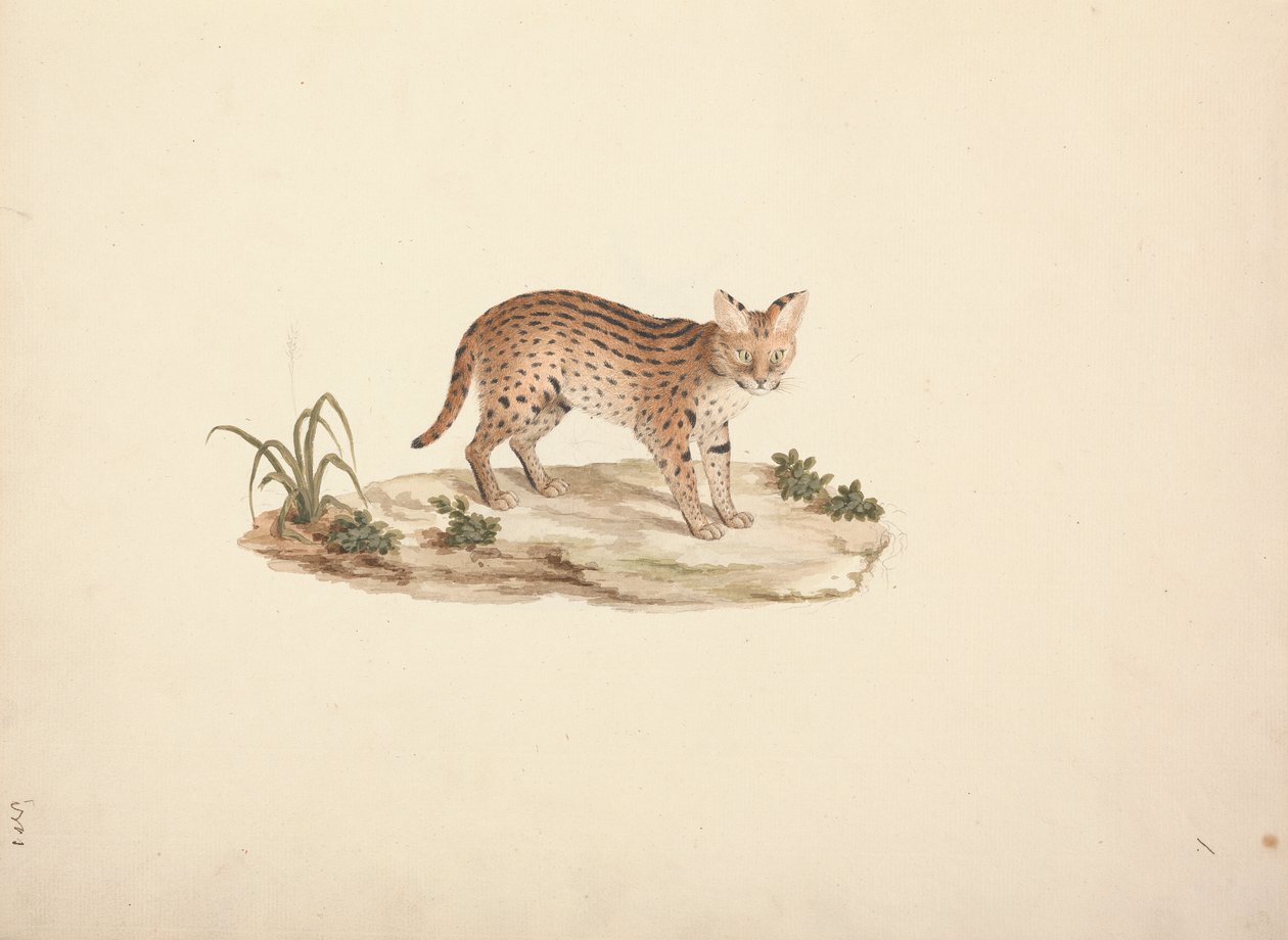 Gato selvagem africano ou Serval de Luigi Balugani