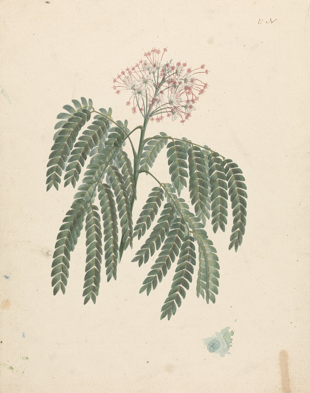 Albizia gummifera (J.F.Gmel.) C.A. Sm. (Gummy Albizia Tree): desenho acabado com pequenas variações na cabeça de floração de Luigi Balugani