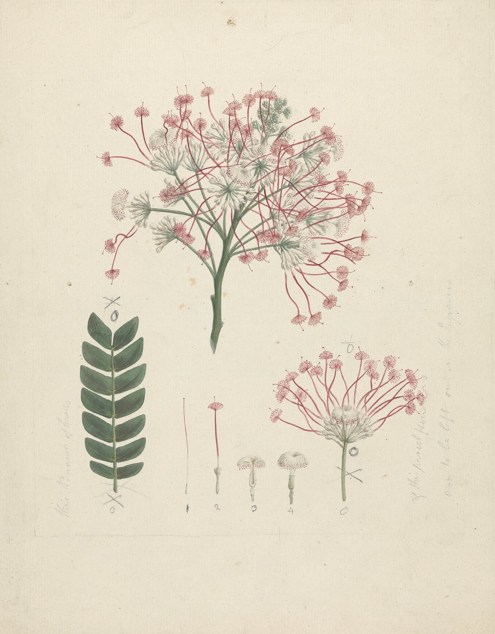 Albizia gummifera (J.F. Gmel.) C.A. Sm. (Gummy Albizia Tree): desenho acabado de floração da cabeça de rebento, com detalhes de inflorescência, floretas e folha de Luigi Balugani