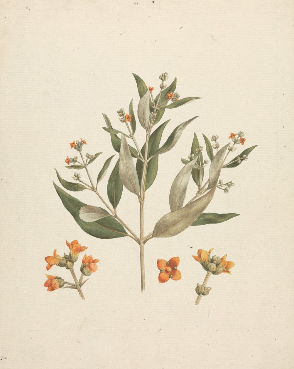 Avicennia marina (Forssk.) Vierh. (Mangue Branco): desenho acabado do rebento florido com detalhes de flores de Luigi Balugani