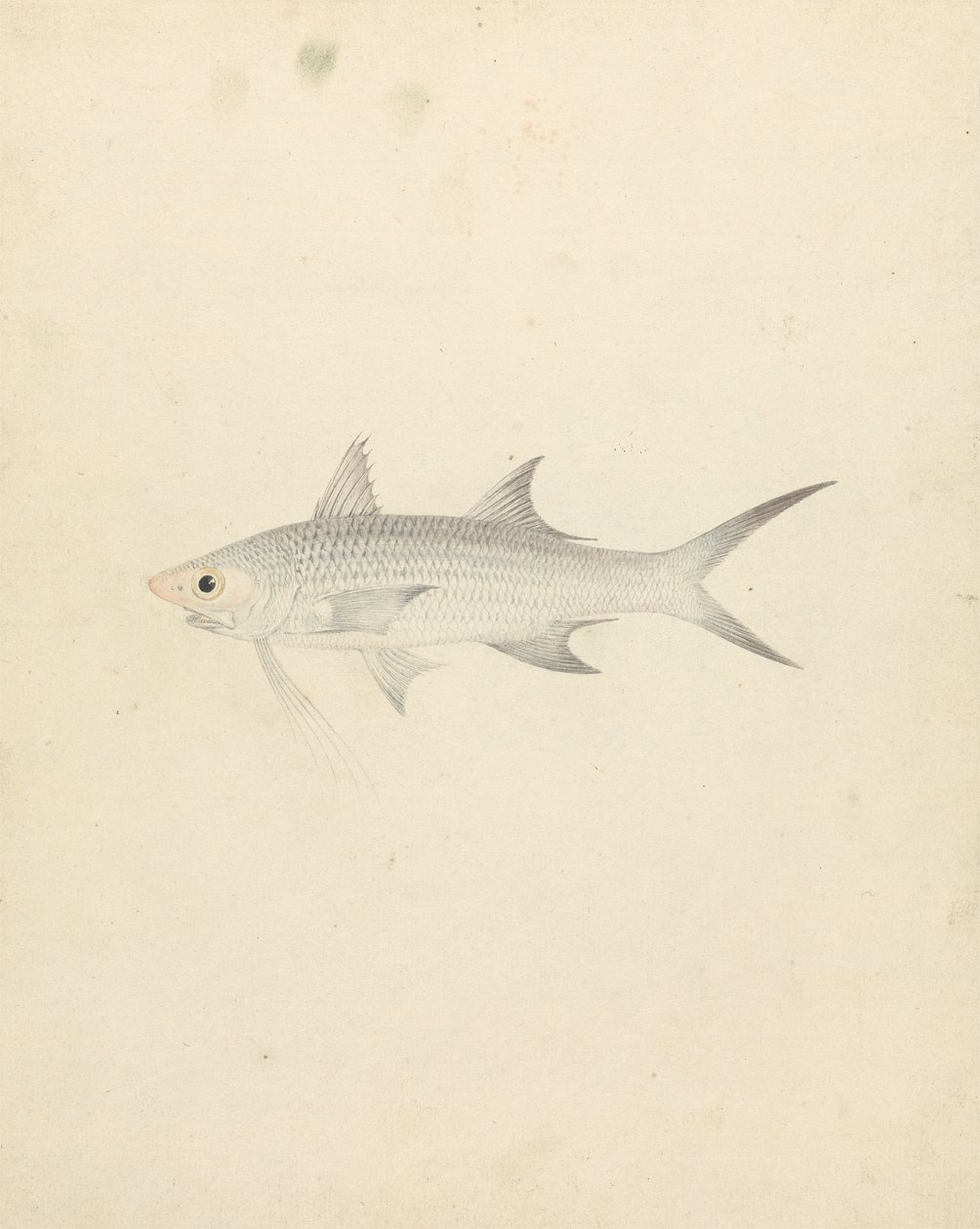 Binney: número um (um peixe) de Luigi Balugani