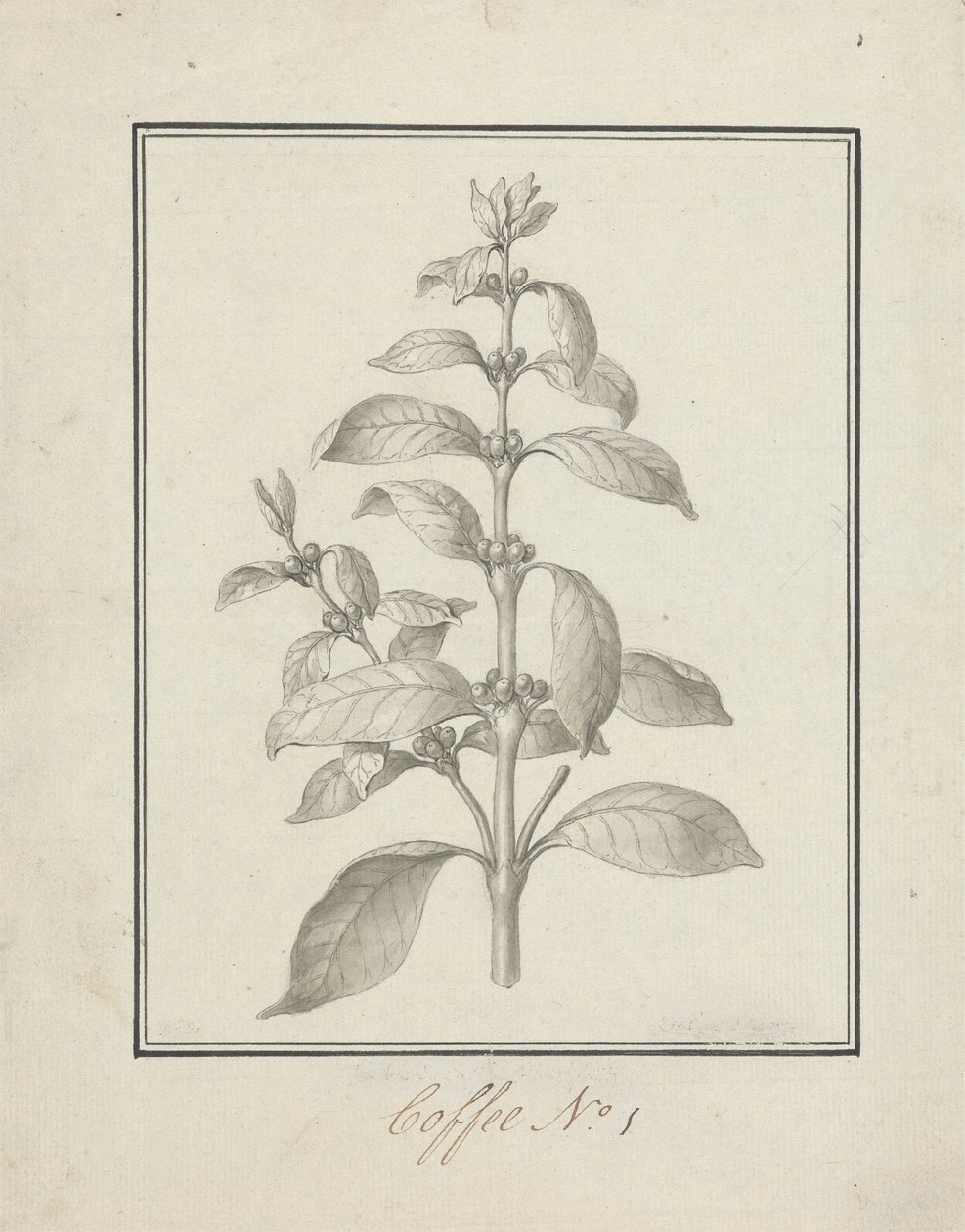 Coffea arabica L. (Café Arábica): desenho acabado de rebentos de folhas e bagas de Luigi Balugani