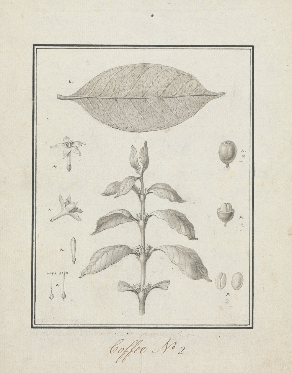 Coffea arabica L. (Café Arábica): desenho acabado de rebentos de folhas, com detalhes de flores, folhas e frutos de Luigi Balugani
