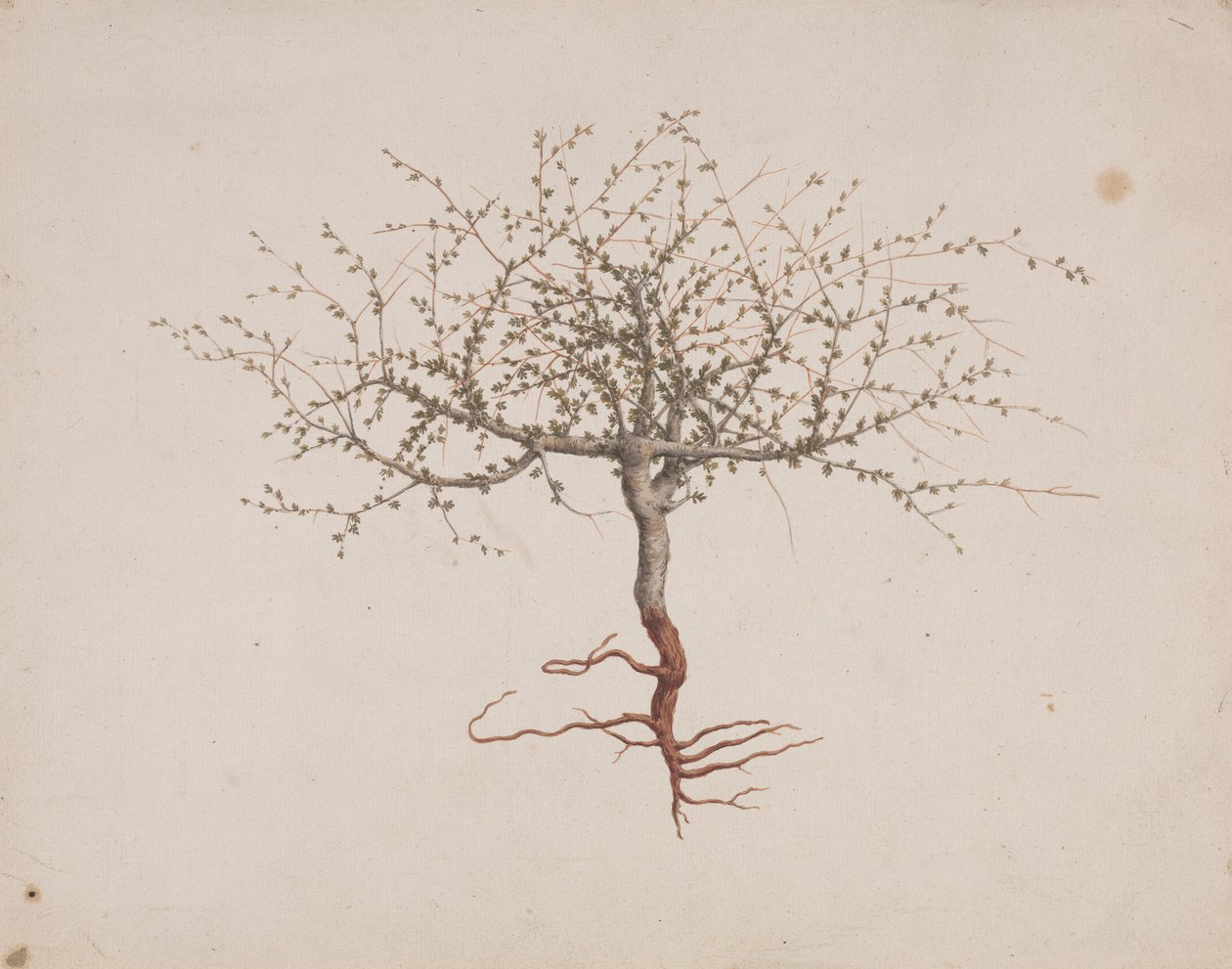 Commiphora gileadensis (L.) C. Chr. (Bálsamo de Gilead, Opobalsam): desenho acabado se o hábito da árvore (com raízes) de Luigi Balugani