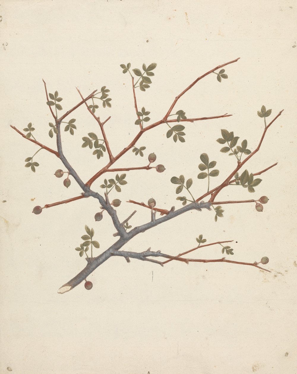 Commiphora gileadensis (L.) C. Chr. (Bálsamo de Gilead, Opobalsam): desenho acabado do ramo de frutificação de Luigi Balugani
